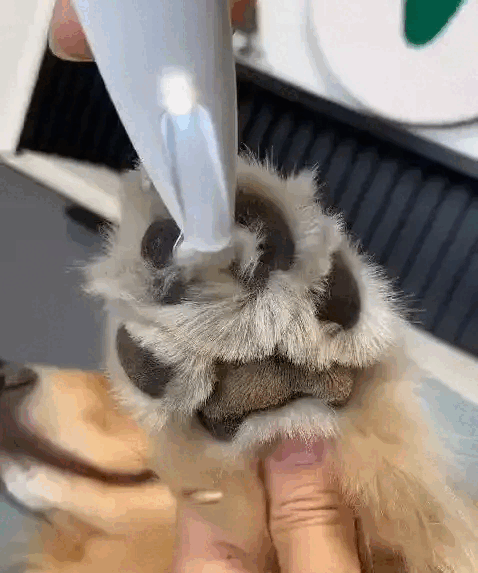 PawGlow™ Pet Bakım Cihazı